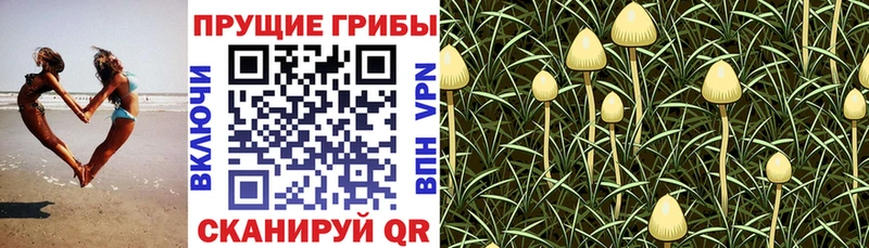 Галлюциногенные грибы прущие грибы  omg как войти  Топки 
