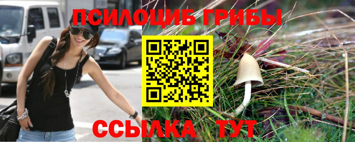 Псилоцибиновые грибы Psilocybe Топки